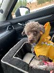 LOST DOG