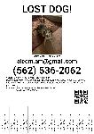 Lost Dogs