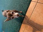 Lost Senior Chihuahua