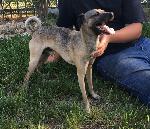 Lost Dog