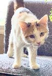 Lost Cat