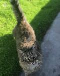Lost Cat