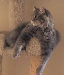 LOST KITTY!
