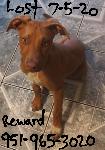 Lost Puppy