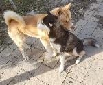 Lost Dogs