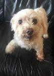LOST SENIOR DOG - COVINA