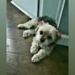 LOST DOG "MINNIE" $3000 REWARD