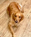 Lost Golden Retriever