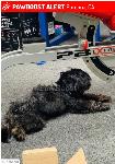 Lost black Shih Tzu