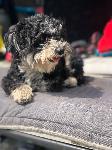 lost dog