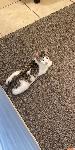 Lost cat
