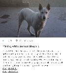 Reward lost white German Shepard