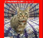 Please help us find Zelda
