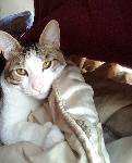Missing cat