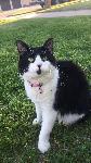 MISSING CAT