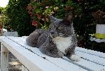 Missing Cat Claremont