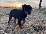 Missing Puppy Rottweiler