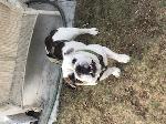 bronco lost dog