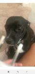 Chihuahua mix lost!!!