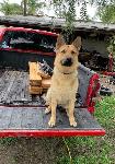 LOST DOG - CHINO