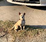 Lost Dog IN. CHINO