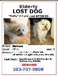 LOST DOG