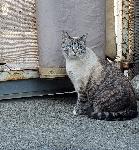 Missing Fat White Cat