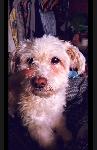 Missing Older Poodle Terrier Answers to Teddy.