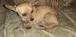 FOUND CHIHUAHUA - CHINO