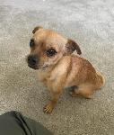 FOUND DOG - ONTARIO