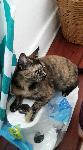 LOST CAT LINCOLN PARK POMONA