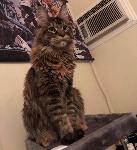 Lost Cat