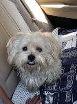 FOUND DOG - CHINO