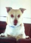 PeeWee