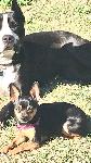 Lost female chihuahua black and tan