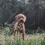 Lost Cockapoo on 9/26/20 in La Habra