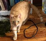 Missing Orange Tabby