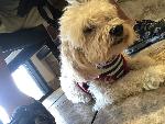 FOUND DOG - WALNUT / ROWLAND HEIGHTS - GOES BY PUMPKIN