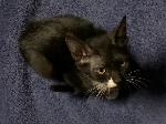 Found Kitten