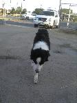 Boarder Collie