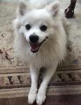 FOUND DOG - ONTARIO