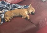 Found Shiba Inu Mix puppy