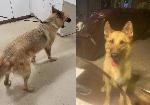 FOUND DOG - CHINO / ONTARIO