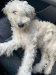 Found 9/30/20 - Chino