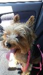 LOST YORKIE - ONTARIO - OWNER 90 YRS OLD