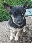 Found Dog at 6th & Vineyard in Ontario