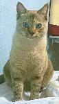 Lost female, Siamese/Tonkinese cat in Montclair