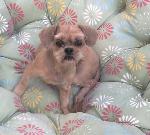 MISSING DOG!! (FOXY)