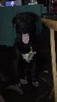 Lost Dog
