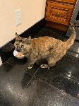 Found Cat - Pomona